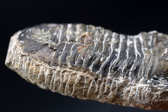 カブトムシのような特徴的な棘を持つ、モロッコ産三葉虫,モロッコニテス(Morocconites)(その6)