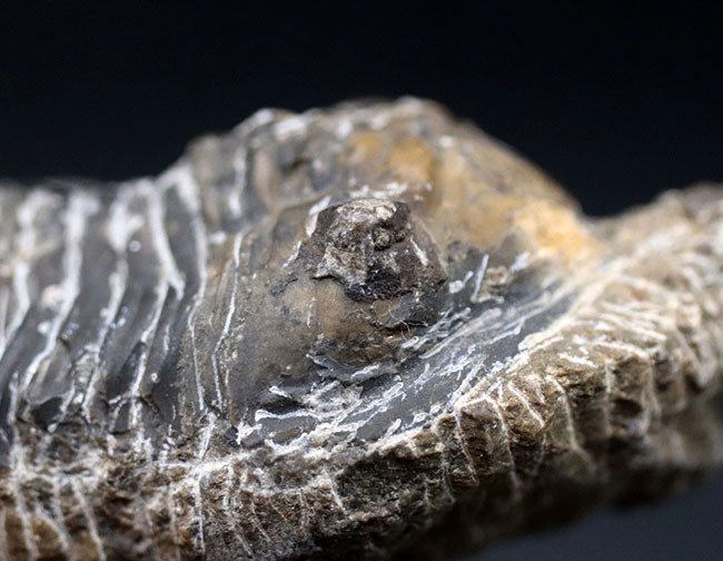 カブトムシのような特徴的な棘を持つ、モロッコ産三葉虫,モロッコニテス(Morocconites)(その7)