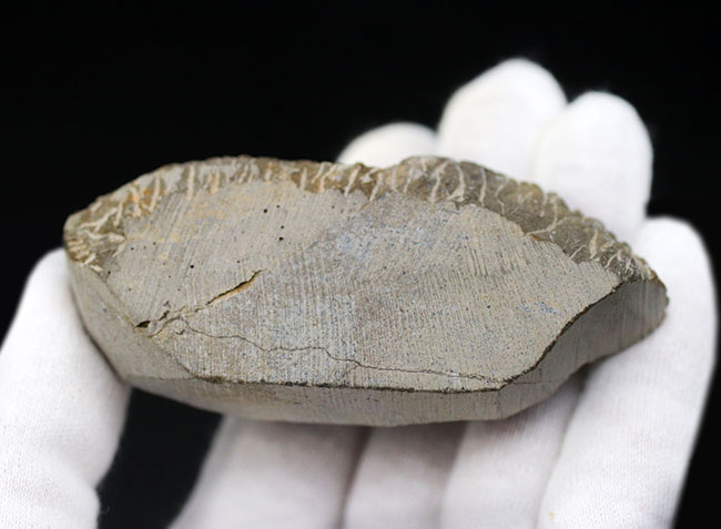 カブトムシのような特徴的な棘を持つ、モロッコ産三葉虫,モロッコニテス(Morocconites)(その8)