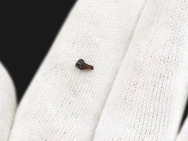 我らの遠い祖先、恐竜時代を生き延び、新生代へと生命をつないだ小型哺乳類、メソドマ(Mesodma)の歯化石(その3)