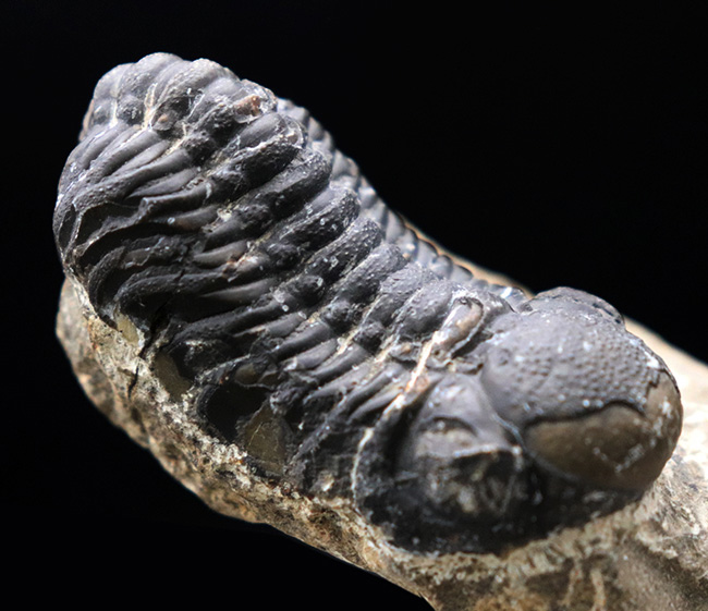 モロッコ産のデボン紀の三葉虫、リードプス（Reedops）の化石（その1）