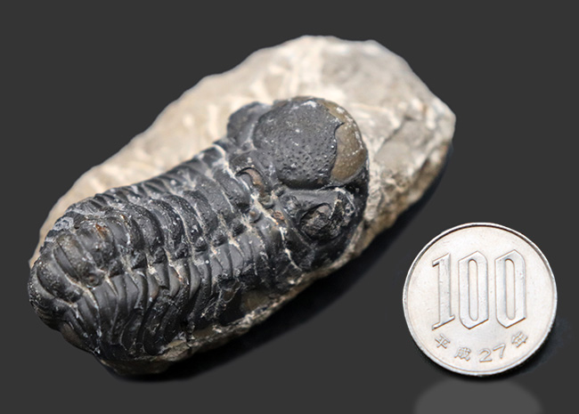 モロッコ産のデボン紀の三葉虫、リードプス（Reedops）の化石（その10）