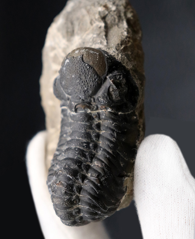モロッコ産のデボン紀の三葉虫、リードプス（Reedops）の化石（その2）
