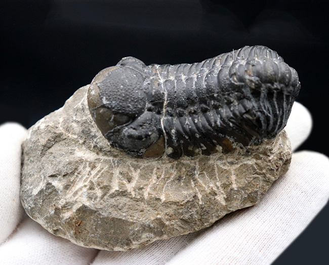 モロッコ産のデボン紀の三葉虫、リードプス（Reedops）の化石（その3）