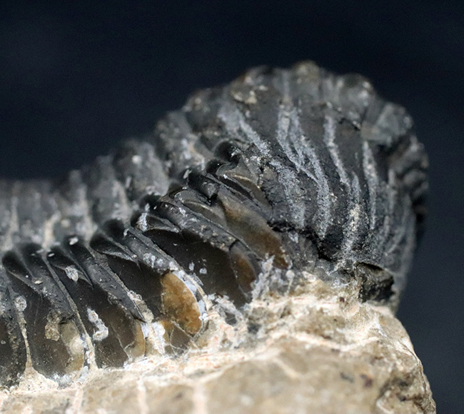 モロッコ産のデボン紀の三葉虫、リードプス（Reedops）の化石（その5）
