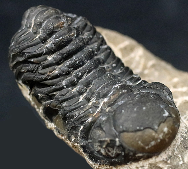 モロッコ産のデボン紀の三葉虫、リードプス（Reedops）の化石（その6）