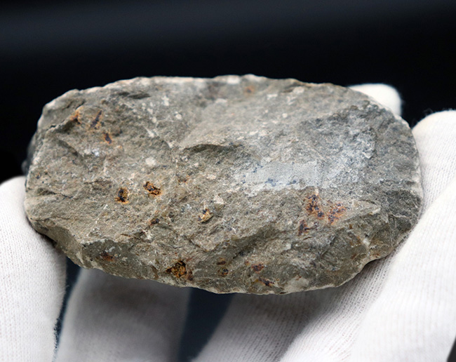 三葉虫モロッコ産⑧ファコプスPhacopsリードプスReedops？化石デボン紀 thumbnail2.webp