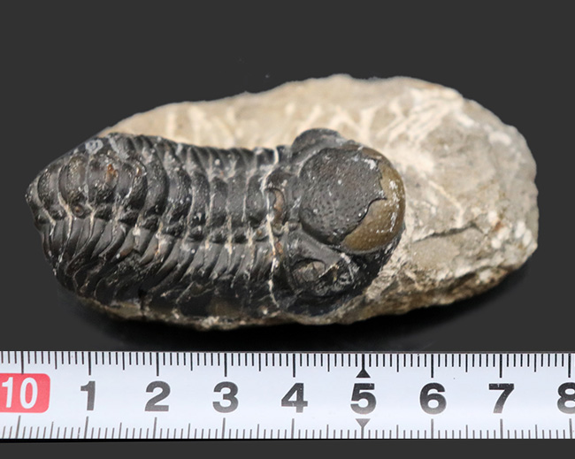 モロッコ産のデボン紀の三葉虫、リードプス（Reedops）の化石（その9）
