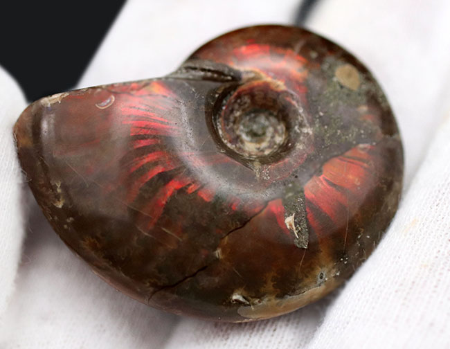 鮮やか！レッドに光る白亜紀マダガスカル産アンモナイト