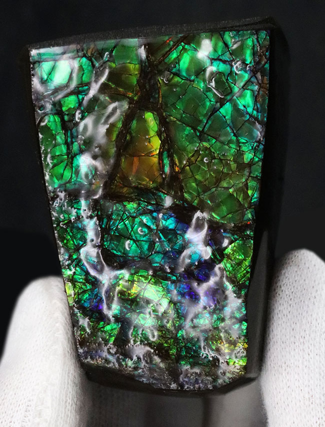 限られた地方でしか採集されない生物起源の宝石、アンモライト(Ammolite)のピース。素晴らしい発色にご注目ください!(その1)