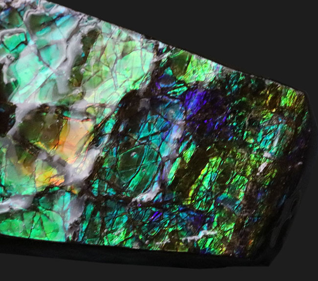 限られた地方でしか採集されない生物起源の宝石、アンモライト（Ammolite）のピース。素晴らしい発色にご注目ください！（その2）