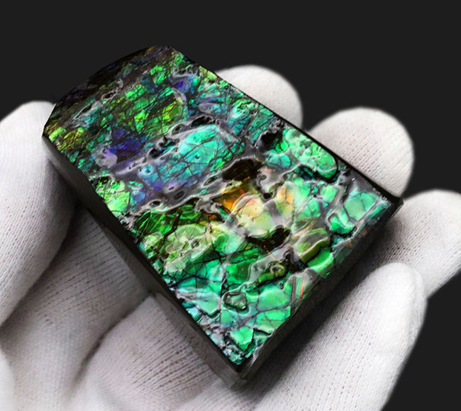 限られた地方でしか採集されない生物起源の宝石、アンモライト(Ammolite)のピース。素晴らしい発色にご注目ください!(その3)