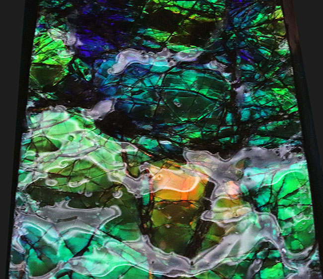 限られた地方でしか採集されない生物起源の宝石、アンモライト(Ammolite)のピース。素晴らしい発色にご注目ください!(その4)
