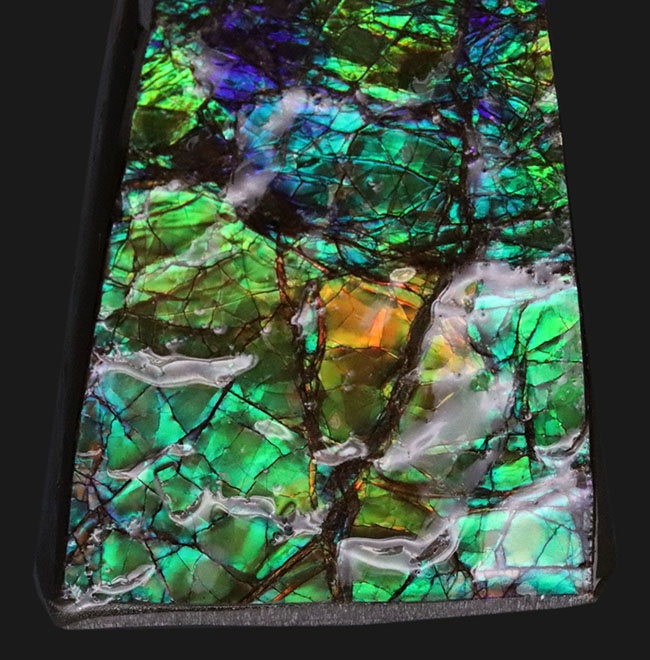 限られた地方でしか採集されない生物起源の宝石、アンモライト(Ammolite)のピース。素晴らしい発色にご注目ください!(その5)