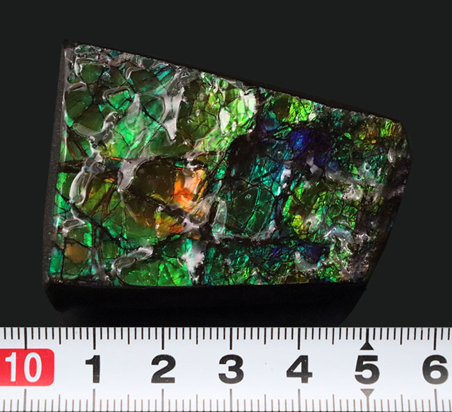 限られた地方でしか採集されない生物起源の宝石、アンモライト(Ammolite)のピース。素晴らしい発色にご注目ください!(その8)