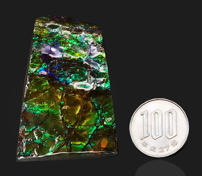 限られた地方でしか採集されない生物起源の宝石、アンモライト(Ammolite)のピース。素晴らしい発色にご注目ください!(その9)