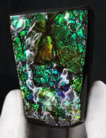 限られた地方でしか採集されない生物起源の宝石、アンモライト（Ammolite）のピース。素晴らしい発色にご注目ください！