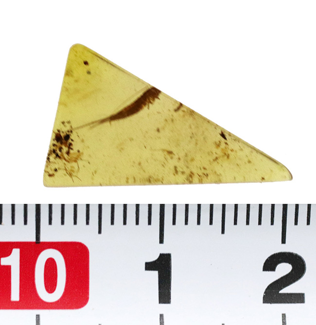 琥珀化石サソリバーマイト中生代白亜紀