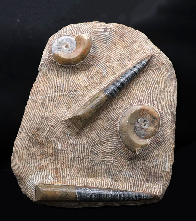 古生代デボン紀の海をそのまま切り取ったかのような、威風堂々たる標本。オルソセラス（Orthoceras）とゴニアタイト（Goniatite）の群集化石（その1）
