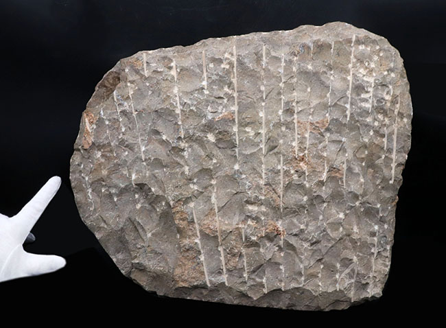 古生代デボン紀の海をそのまま切り取ったかのような、威風堂々たる標本。オルソセラス（Orthoceras）とゴニアタイト（Goniatite）の群集化石（その11）