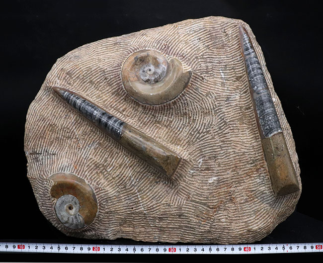 古生代デボン紀の海をそのまま切り取ったかのような、威風堂々たる標本。オルソセラス（Orthoceras）とゴニアタイト（Goniatite）の群集化石（その12）