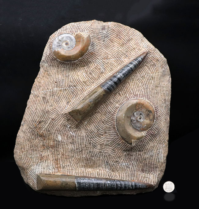 古生代デボン紀の海をそのまま切り取ったかのような、威風堂々たる標本。オルソセラス（Orthoceras）とゴニアタイト（Goniatite）の群集化石（その13）