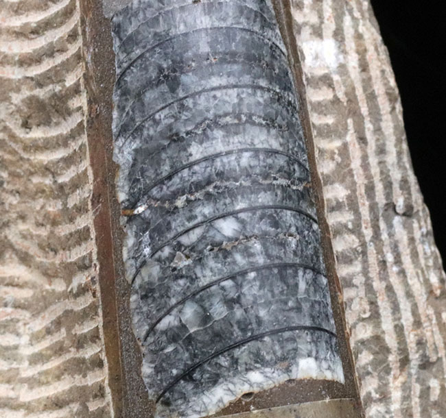 古生代デボン紀の海をそのまま切り取ったかのような、威風堂々たる標本。オルソセラス（Orthoceras）とゴニアタイト（Goniatite）の群集化石（その5）
