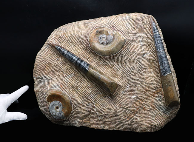 古生代デボン紀の海をそのまま切り取ったかのような、威風堂々たる標本。オルソセラス（Orthoceras）とゴニアタイト（Goniatite）の群集化石（その7）