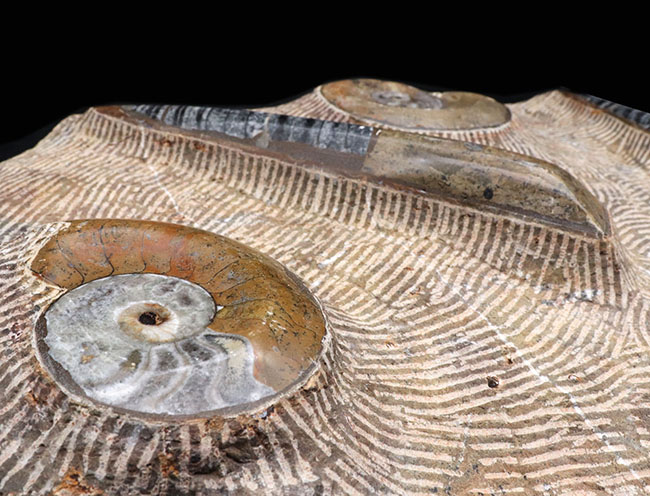 古生代デボン紀の海をそのまま切り取ったかのような、威風堂々たる標本。オルソセラス（Orthoceras）とゴニアタイト（Goniatite）の群集化石（その8）