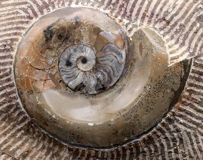 古生代デボン紀の海をそのまま切り取ったかのような、威風堂々たる標本。オルソセラス（Orthoceras）とゴニアタイト（Goniatite）の群集化石（その9）