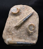 古生代デボン紀の海をそのまま切り取ったかのような、威風堂々たる標本。オルソセラス（Orthoceras）とゴニアタイト（Goniatite）の群集化石