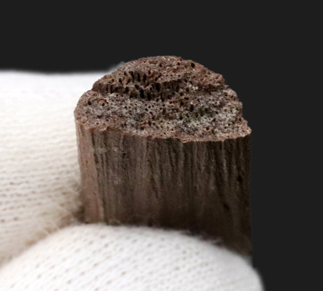 白亜紀後期の巨大恐竜、ハドロサウルス（Hadrosaurs）の腱（けん）の