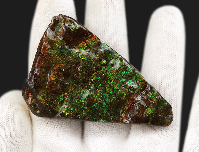 グリーンドラゴン！美しい緑のクラックが魅力的な、宝石、アンモライト（Ammolite）のピース（その2）