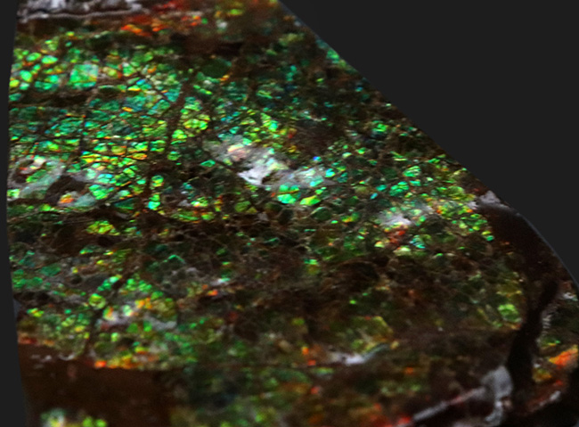 グリーンドラゴン！美しい緑のクラックが魅力的な、宝石、アンモライト（Ammolite）のピース（その5）