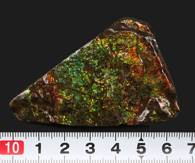 グリーンドラゴン！美しい緑のクラックが魅力的な、宝石、アンモライト（Ammolite）のピース（その8）