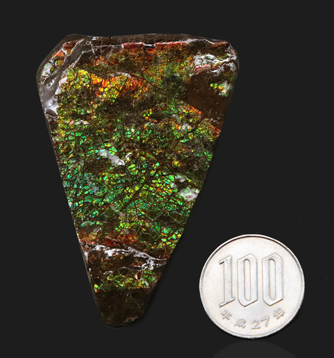 グリーンドラゴン！美しい緑のクラックが魅力的な、宝石、アンモライト（Ammolite）のピース（その9）