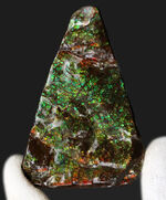 グリーンドラゴン！美しい緑のクラックが魅力的な、宝石、アンモライト（Ammolite）のピース