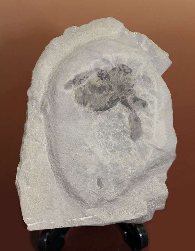 古生代シルル紀の捕食者、ウミサソリ、ユーリプテルスの化石。大きなパドルが目視できる。（その1）