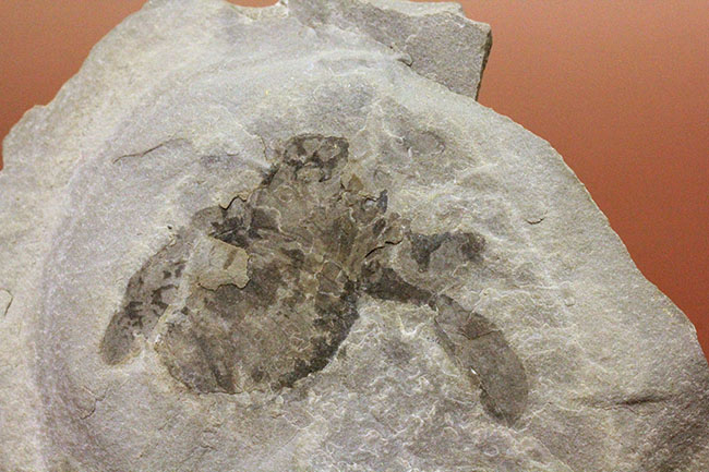 古生代シルル紀の捕食者、ウミサソリ、ユーリプテルスの化石。大きなパドルが目視できる。（その2）