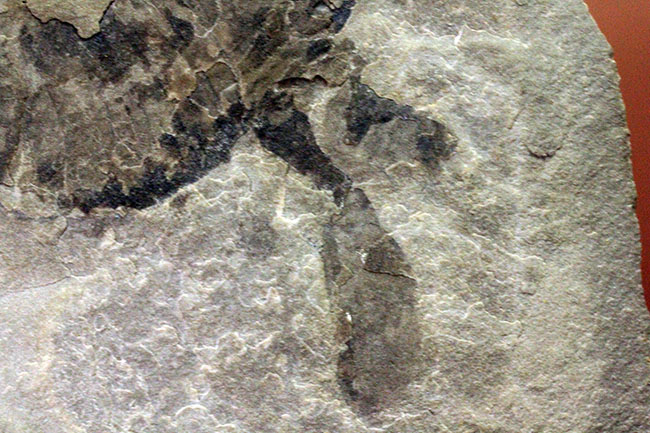 古生代シルル紀の捕食者、ウミサソリ、ユーリプテルスの化石。大きなパドルが目視できる。（その3）