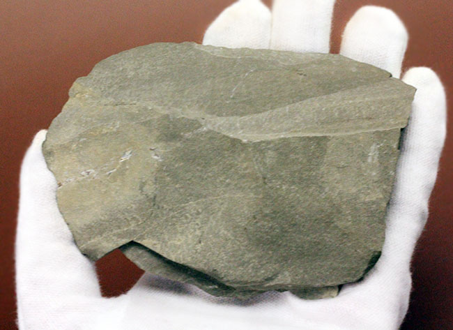 古生代シルル紀の捕食者、ウミサソリ、ユーリプテルスの化石。大きなパドルが目視できる。（その5）
