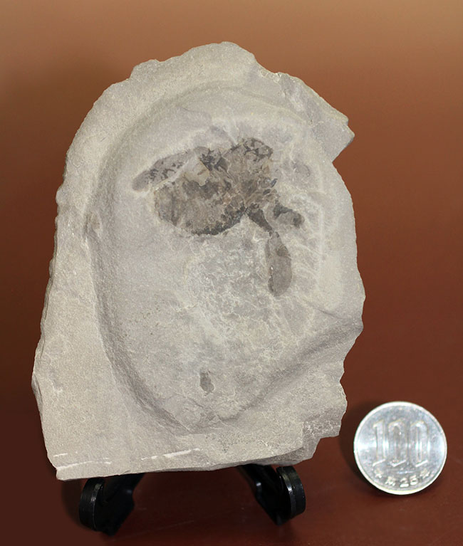 古生代シルル紀の捕食者、ウミサソリ、ユーリプテルスの化石。大きなパドルが目視できる。（その7）