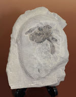 古生代シルル紀の捕食者、ウミサソリ、ユーリプテルスの化石。大きなパドルが目視できる。