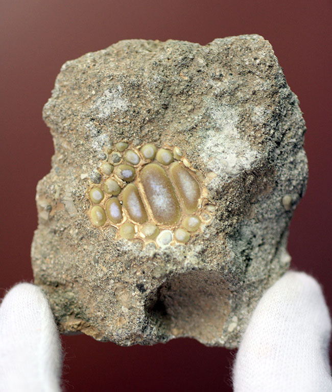 甲殻類や頭足類の殻をまるごとかじった？絶滅古代魚、ファコダス（Phacodus sp.）の歯化石（その1）