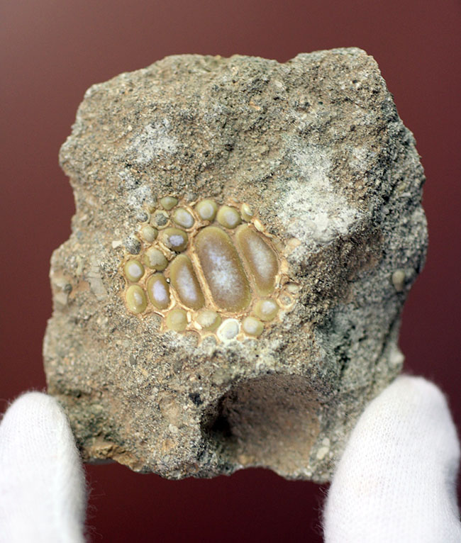 甲殻類や頭足類の殻をまるごとかじった?絶滅古代魚、ファコダス(Phacodus sp.)の歯化石(その1)