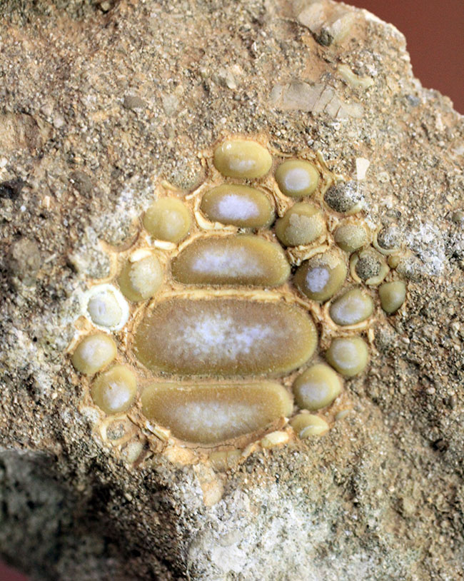 甲殻類や頭足類の殻をまるごとかじった？絶滅古代魚、ファコダス（Phacodus sp.）の歯化石（その2）