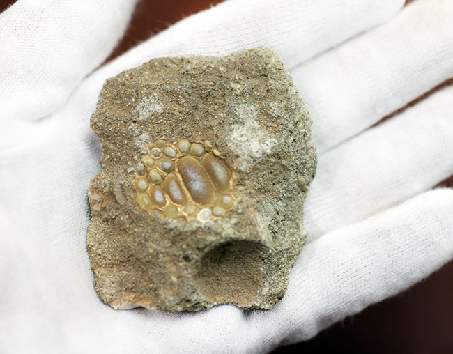 甲殻類や頭足類の殻をまるごとかじった?絶滅古代魚、ファコダス(Phacodus sp.)の歯化石(その3)