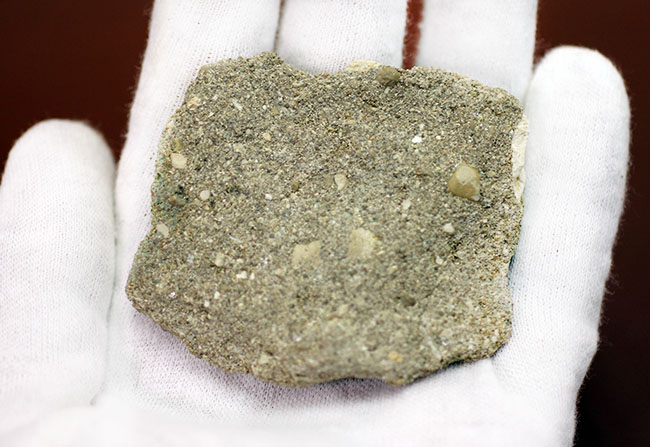 甲殻類や頭足類の殻をまるごとかじった?絶滅古代魚、ファコダス(Phacodus sp.)の歯化石(その4)