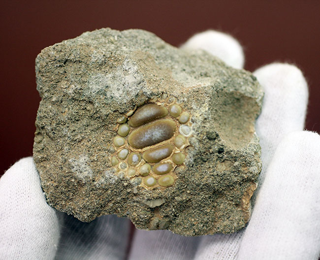 甲殻類や頭足類の殻をまるごとかじった？絶滅古代魚、ファコダス（Phacodus sp.）の歯化石（その5）