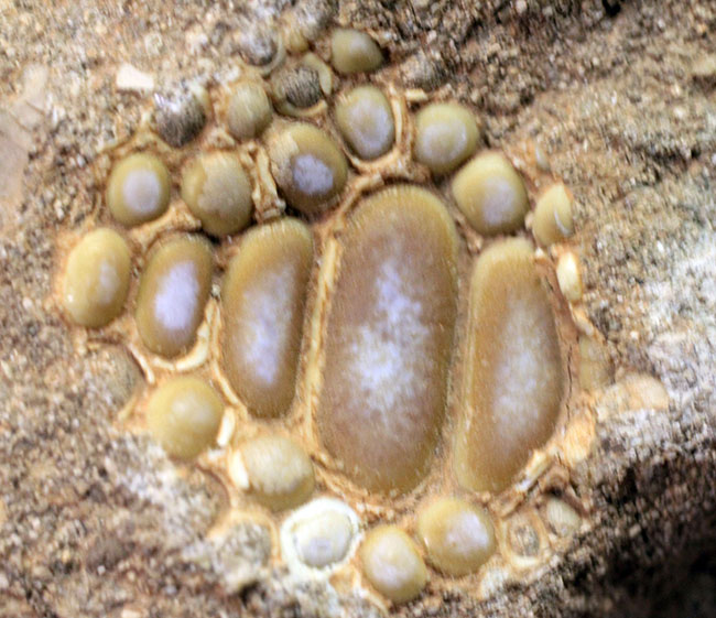 甲殻類や頭足類の殻をまるごとかじった？絶滅古代魚、ファコダス（Phacodus sp.）の歯化石（その6）